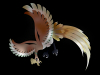 ホウオウ